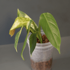 Variegated Philodendron Jose Buono x domesticum plant in a clear pot with glossy lobed leaves.