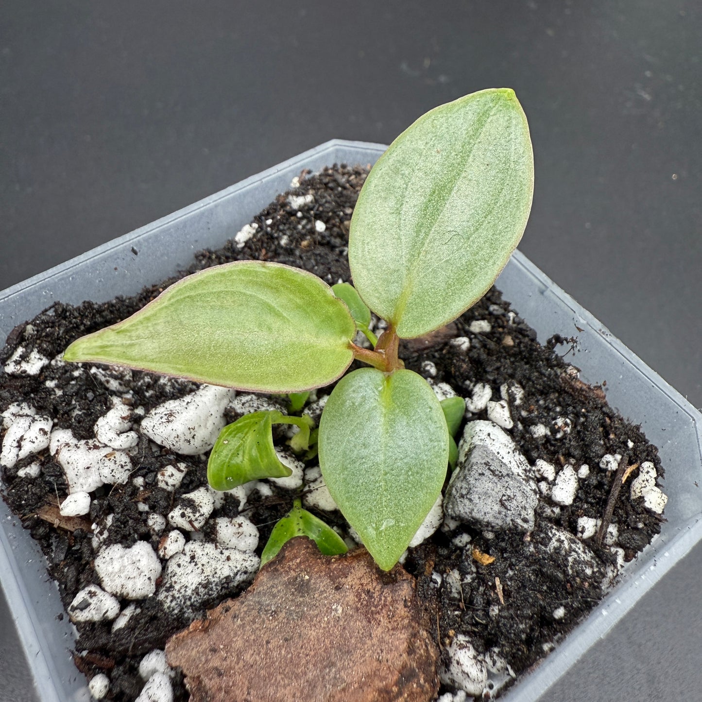 Philodendron Atabapoense