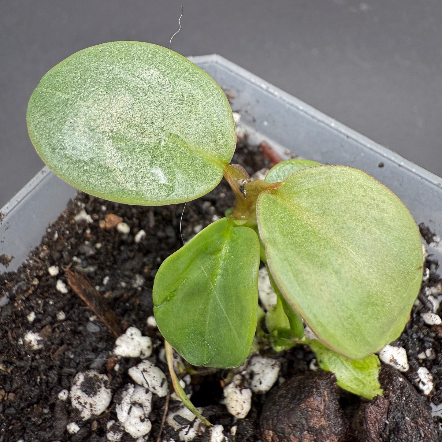 Philodendron Atabapoense