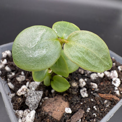 Philodendron Atabapoense