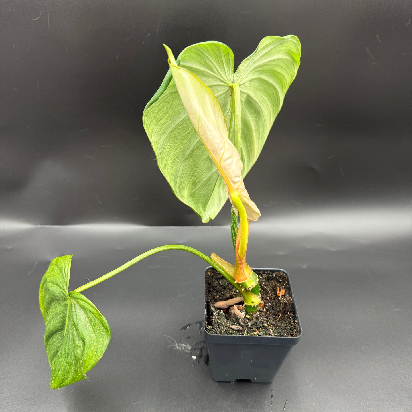 Philodendron Gloriosum