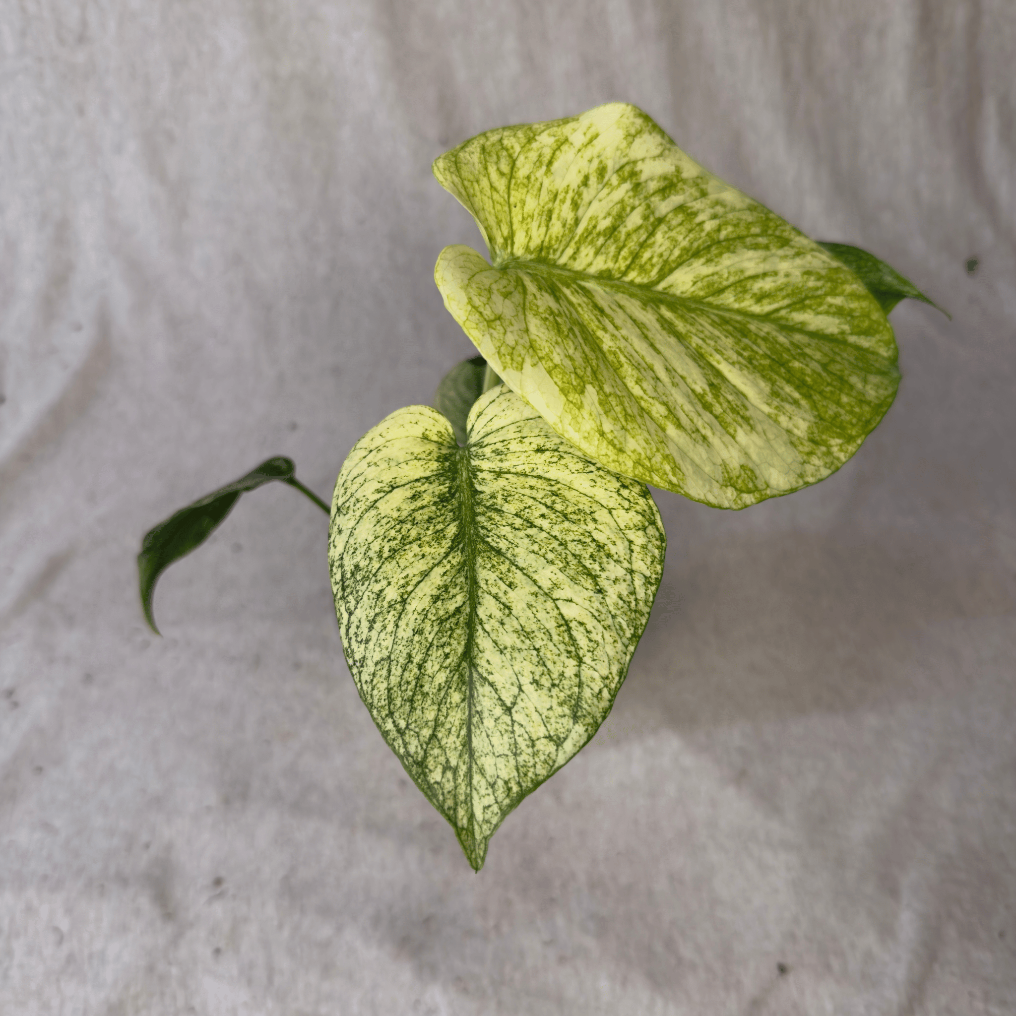 Monstera White Monster Denser plant with high-contrast variegation and bold white marbling on green leaves.