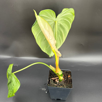 Philodendron Gloriosum