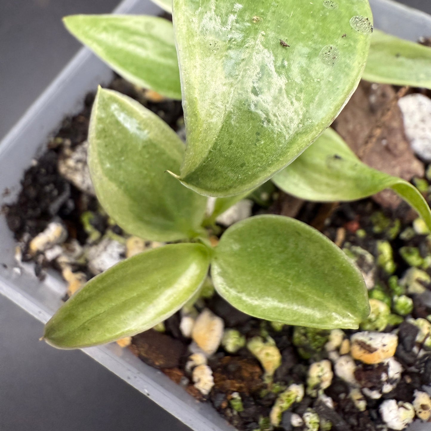 Philodendron Longilobatum Lelano Miyano Variegated