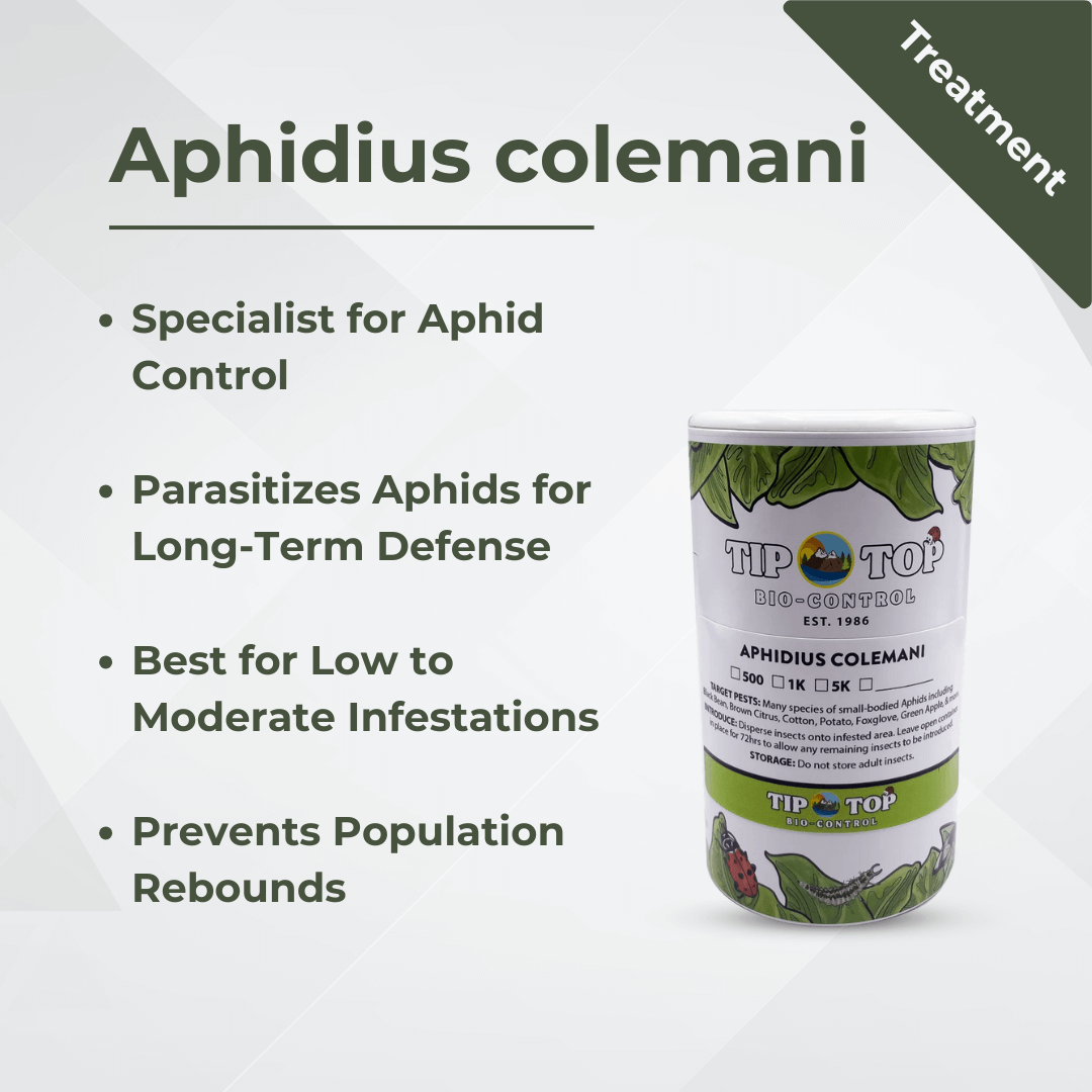 Aphidius colemani packaging detail for effective aphid control, highlighting treatment for various aphid infestations.