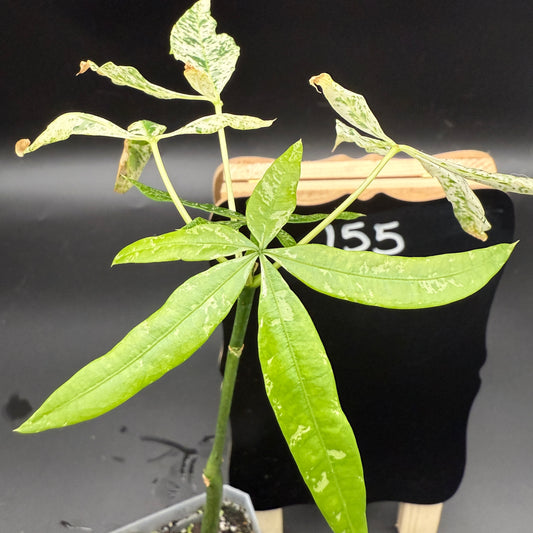 Pachira Glabra "Milky Way" Variegated Money Tree