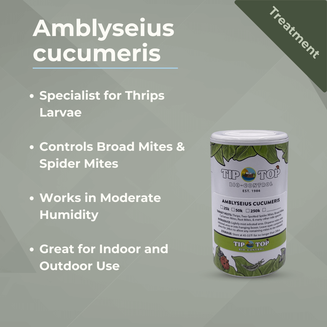 Amblyseius cucumeris bottle for thrips and mite control, suitable for indoor and outdoor use, moderate humidity, pest treatment.