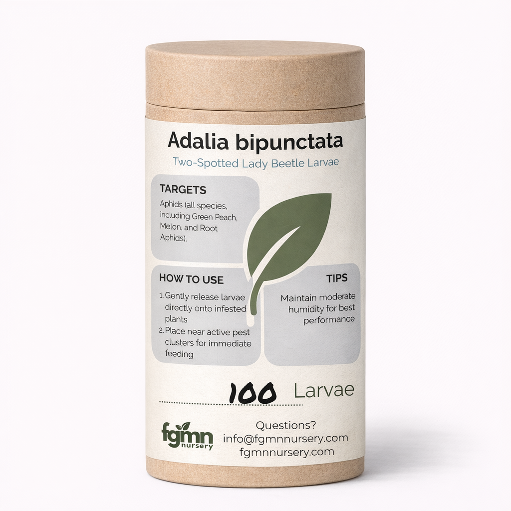 A cylindrical cardboard container labeled Adalia Bipunctata (Two Spotted Ladybugs) Larvae for aphid control, with instructions, target pests, usage tips, and contact info on the front. Contains 100 Adalia bipunctata larvae.