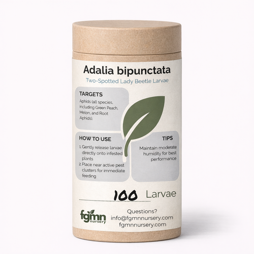 Adalia bipunctata larvae — two-spotted ladybug larvae for indoor spider mite control