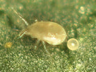 Close-up of Amblyseius swirskii mite, a predatory mite used for pest control on small arthropods like thrips and whiteflies.