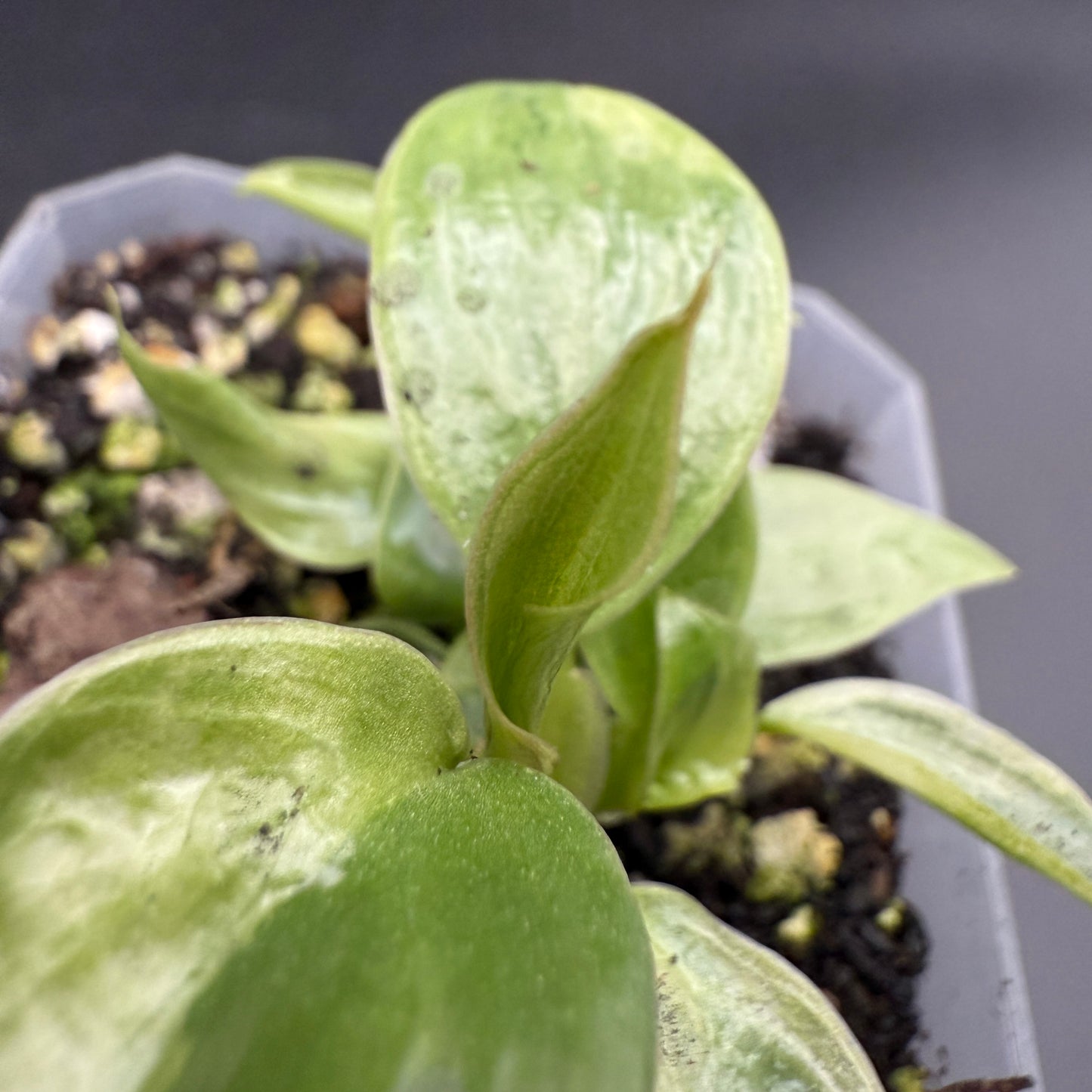 Philodendron Longilobatum Lelano Miyano Variegated