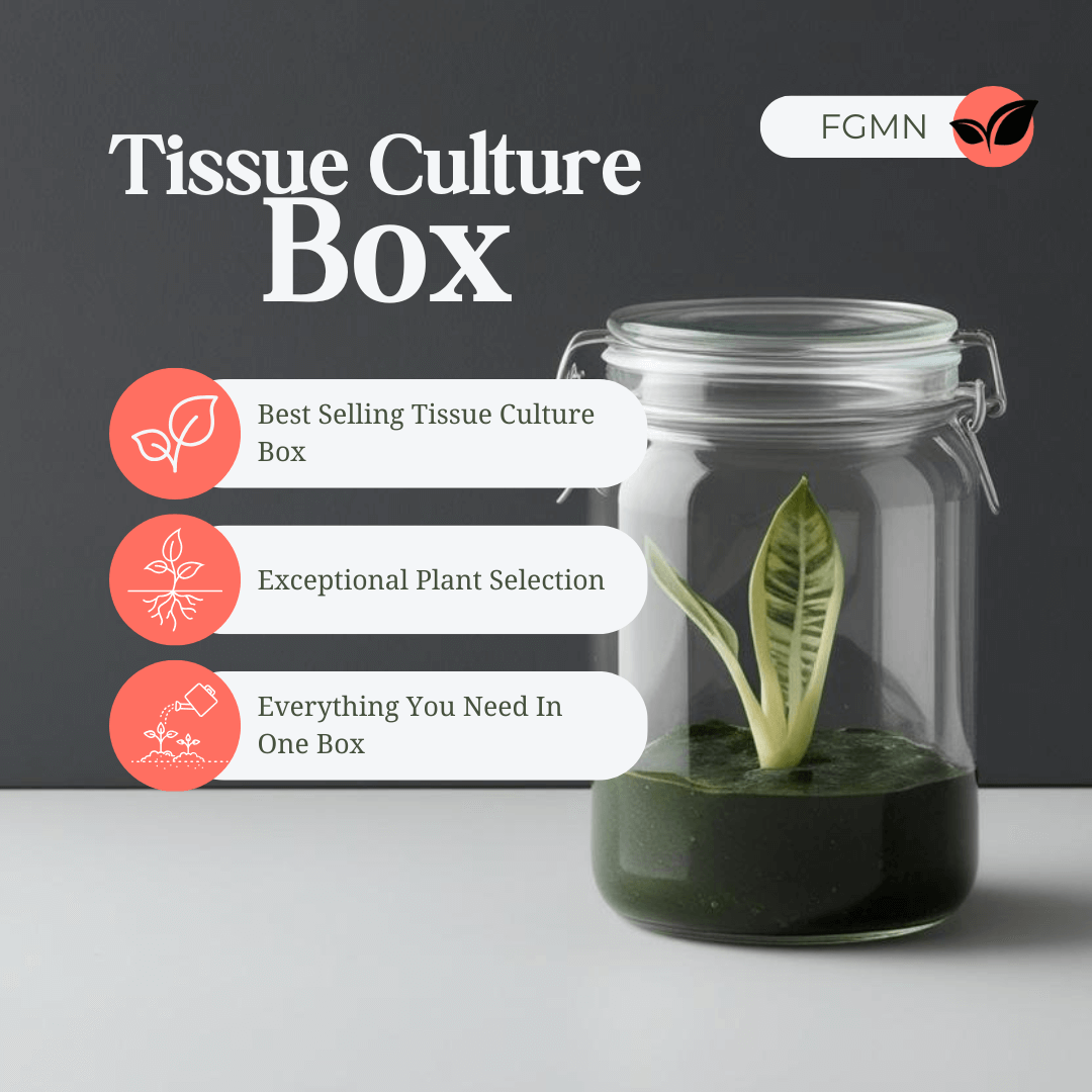 Glass jar with a tissue culture plant, labeled 'Tissue Culture Box,' featuring premium plant selection highlights.