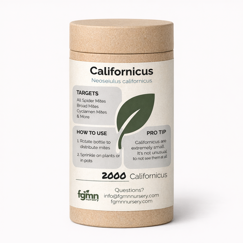 Neoseiulus californicus — warm dry spider mite control for grow tents