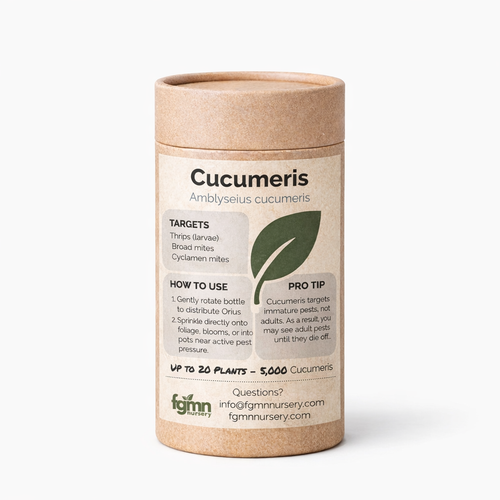 Amblyseius cucumeris — thrips treatment