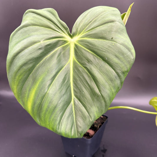 Philodendron Gloriosum