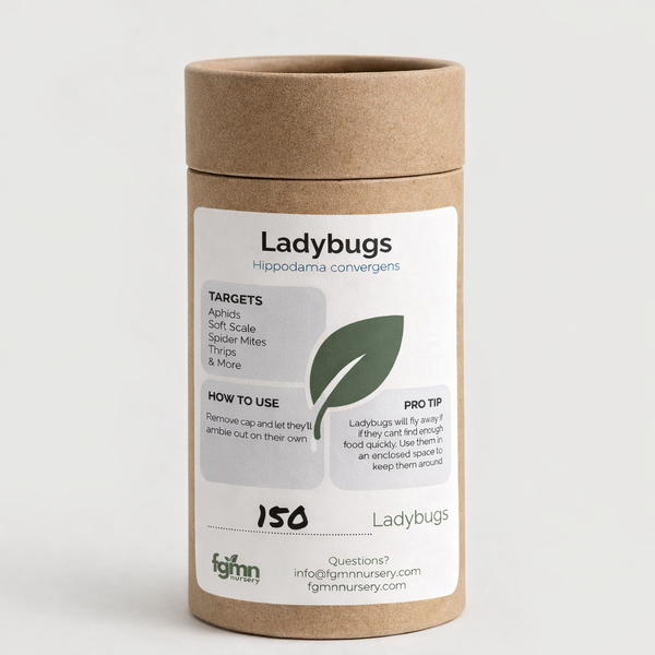 Ladybugs for aphid control