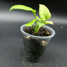 Anthurium Vitterafolium Variegated plant in a clear pot, showcasing young green leaves with subtle variegation, ideal for indoor decor.