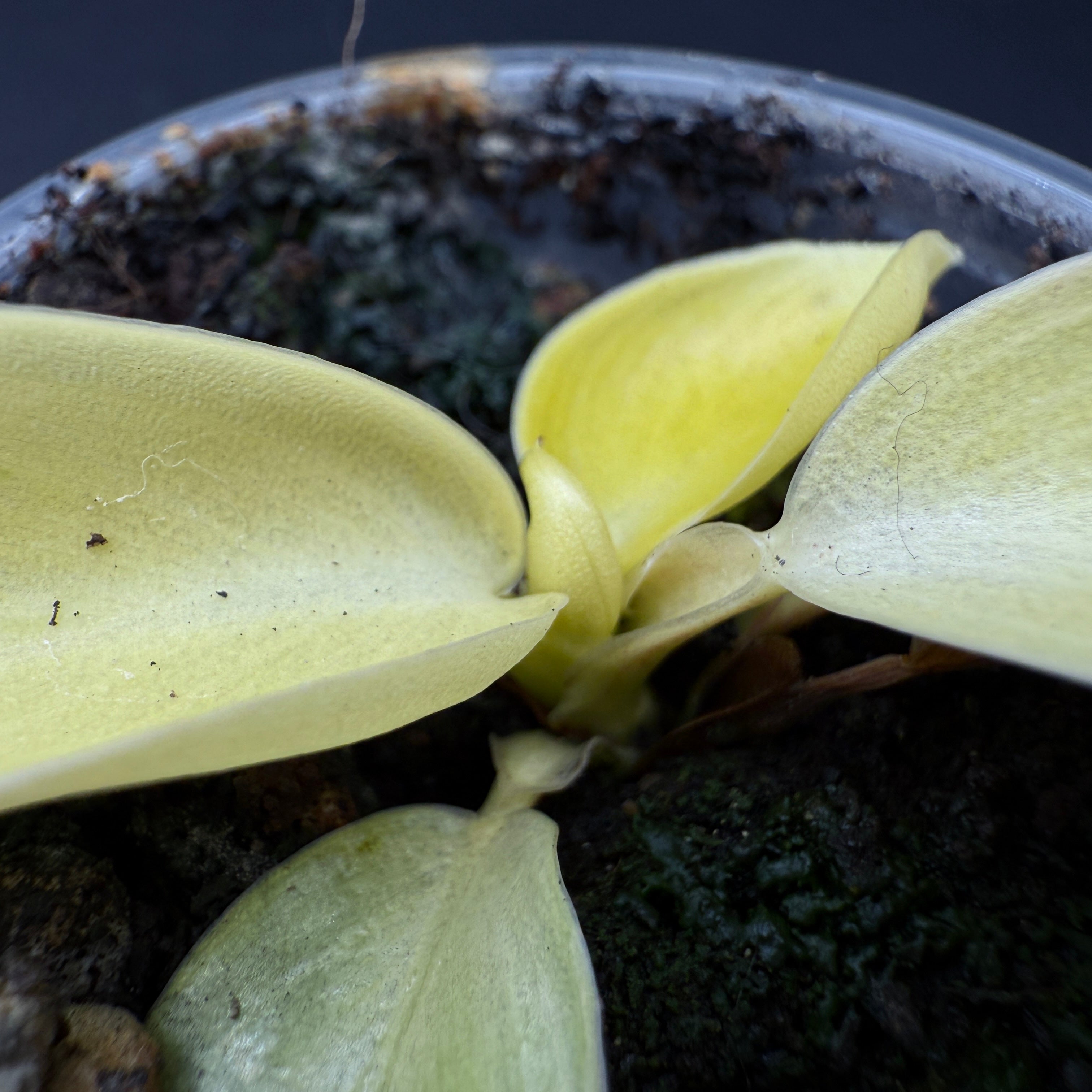 Close-up of Philodendron 'Moonlight' Variegated plant with lime green and creamy white variegated leaves in a pot.