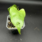 Philodendron bipennifolium 'Violin' plant with unique violin-shaped green leaves in a pot on black background.