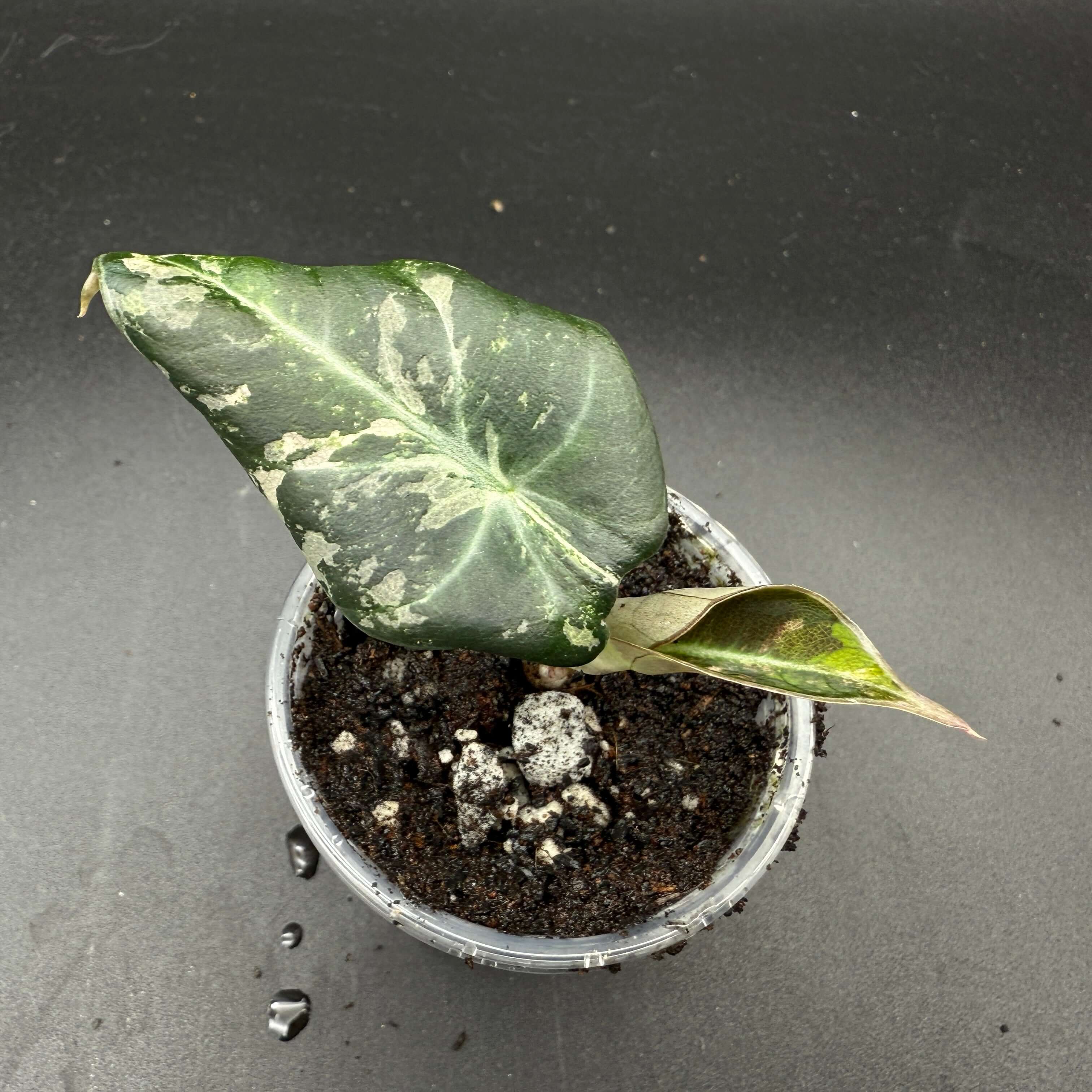 Alocasia reginula 'Black Velvet' Pink Variegated plant with dark velvety leaves and pink marbling in a black pot