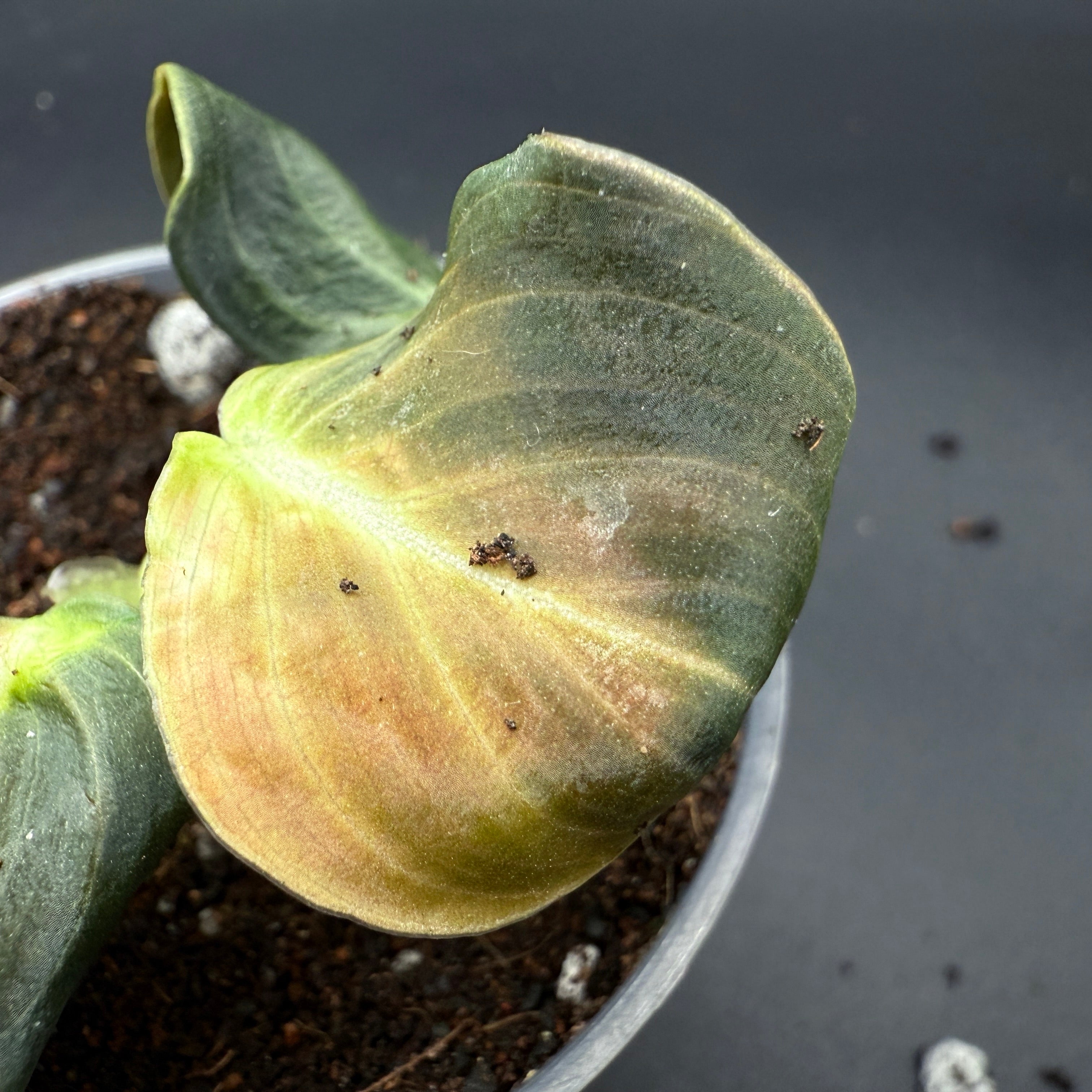 Philodendron melanochrysum leaf with golden undertones and soil, showcasing its texture and color against a dark background.