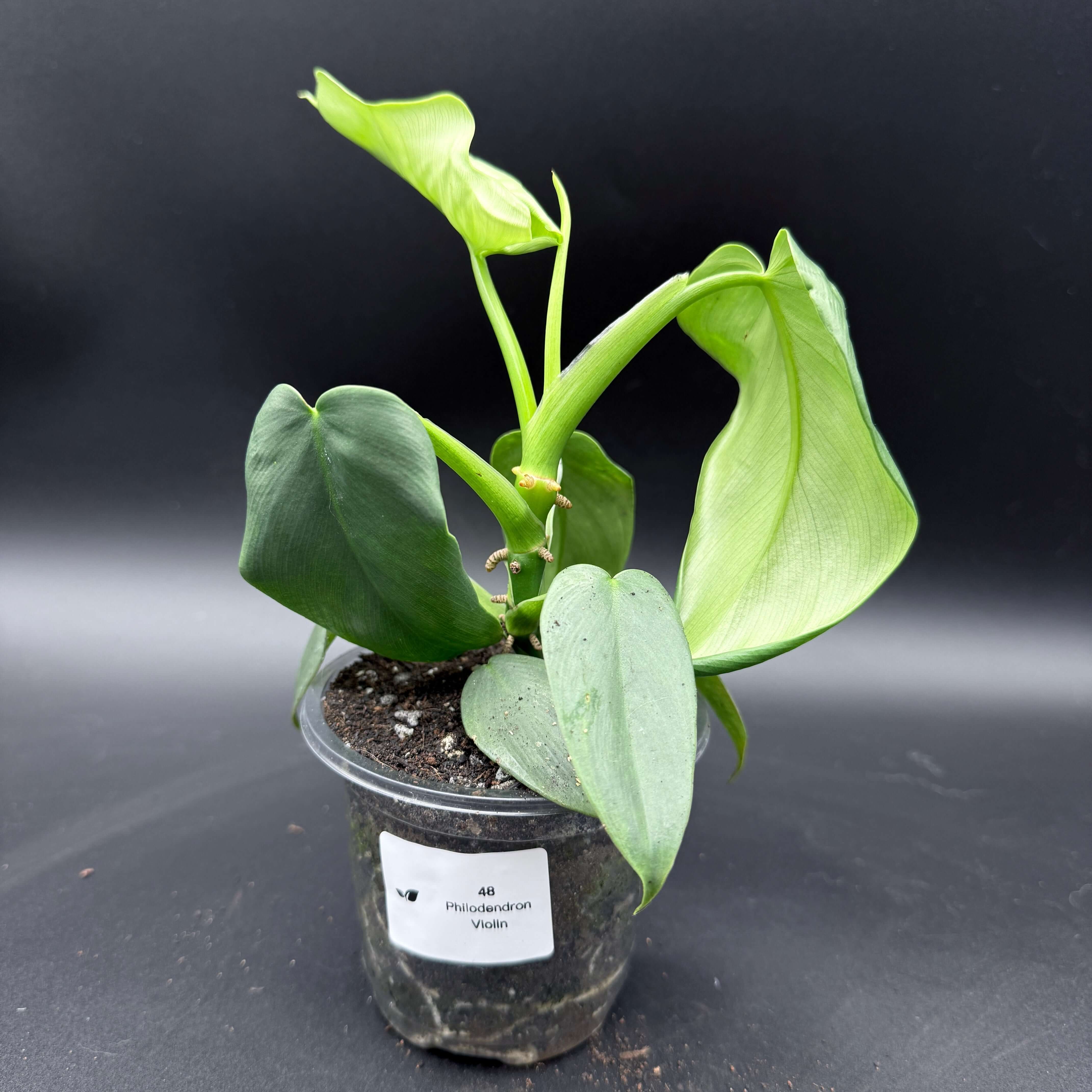 Philodendron bipennifolium 'Violin' plant with violin-shaped green leaves in a pot against a black background.