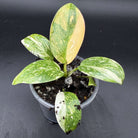 Philodendron 'Green Congo' Variegated plant with striking green and white foliage in a pot on a dark background.