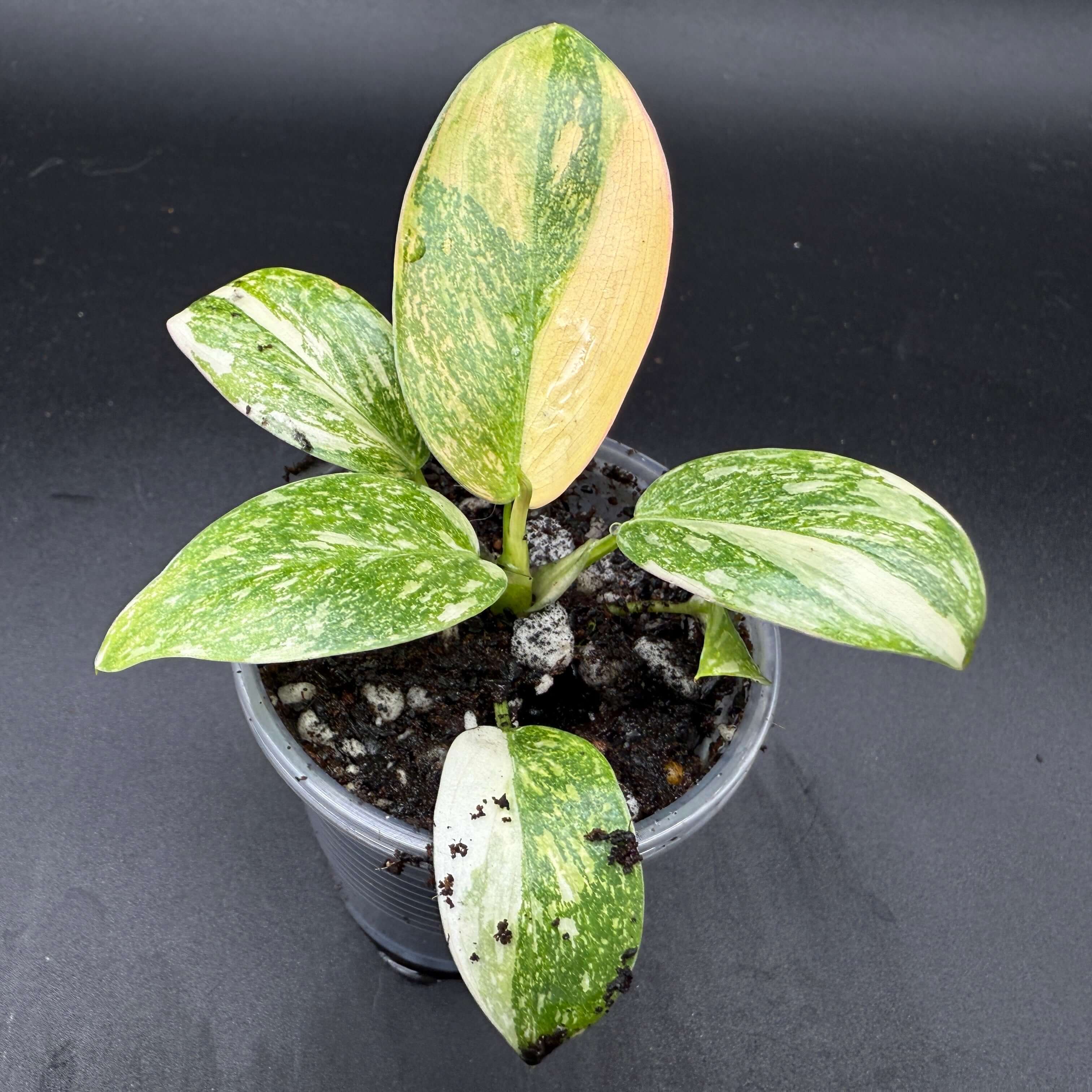 Philodendron 'Green Congo' Variegated plant with striking green and white foliage in a pot on a dark background.