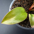 Close-up of Philodendron 'Yellow Congo Mint' Variegated leaf with vibrant yellow and mint-green hues in a pot.