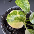 Variegated Philodendron 'Green Congo' with vibrant green and white foliage in a pot, perfect for indoor gardens.