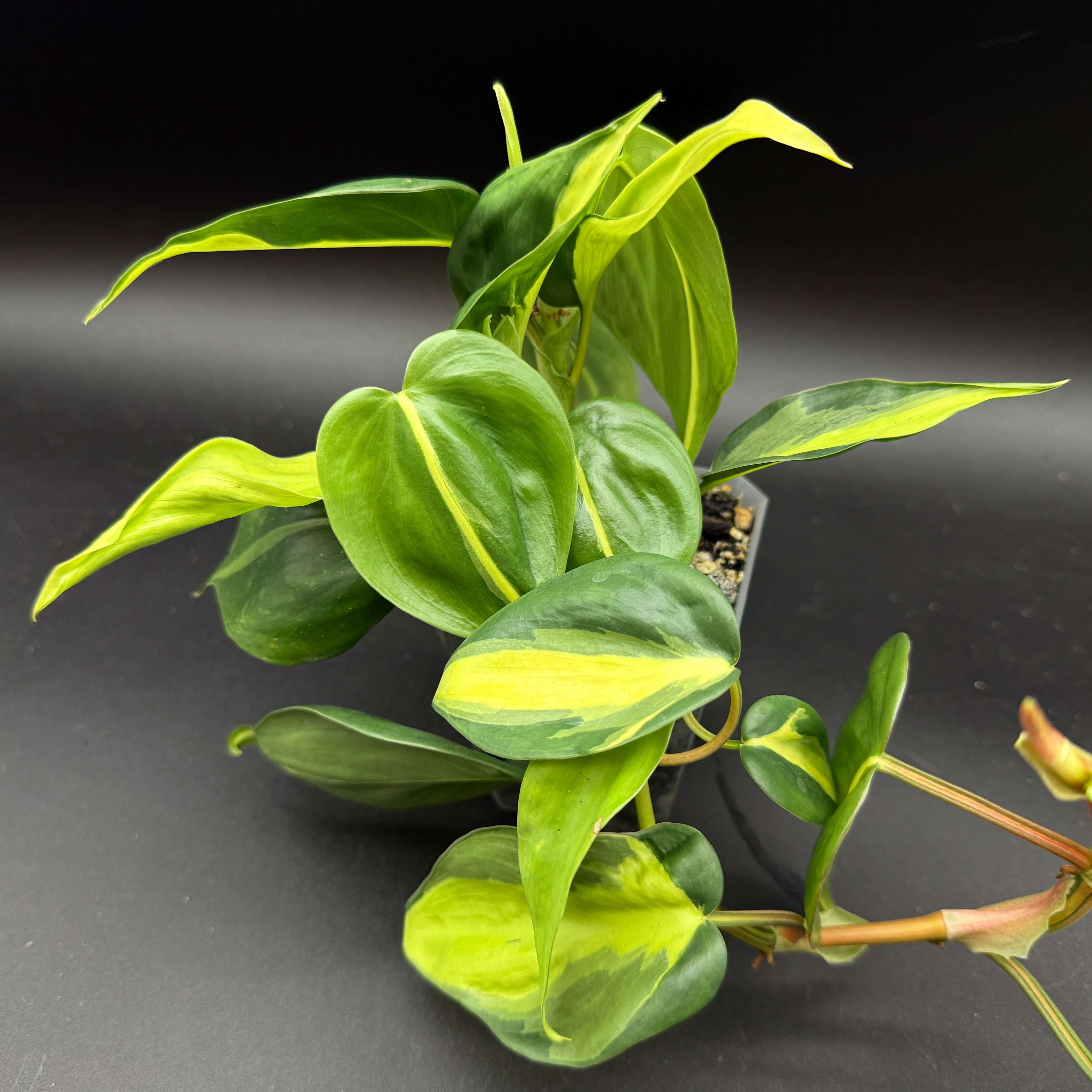 Philodendron hederaceum 'Brasil' with vibrant green and yellow variegated heart-shaped leaves, ideal for indoor gardens.