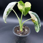 Alocasia 'Frydek Variegated' plant with striking variegated leaves in a small pot, perfect for tropical indoor decor.