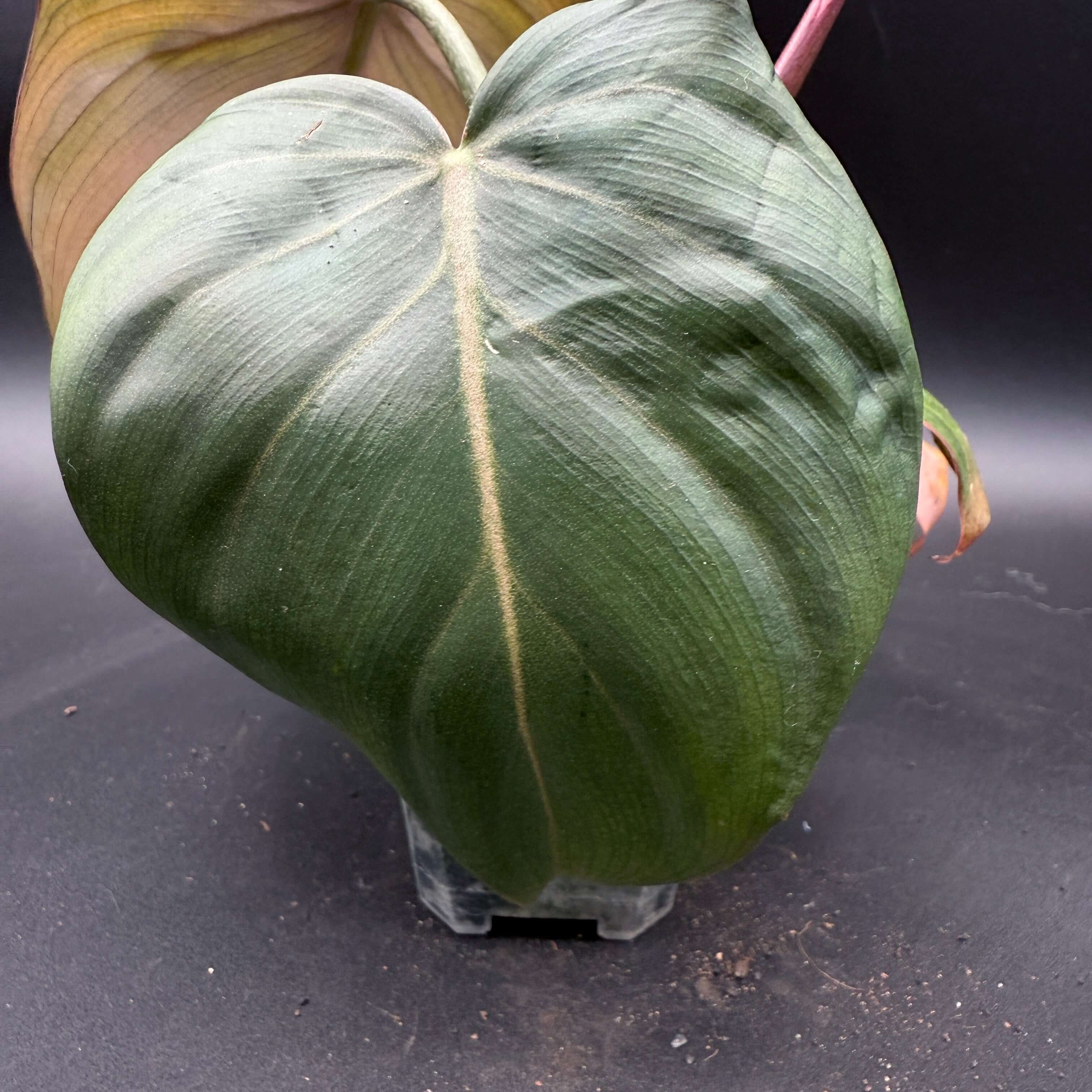 Philodendron 'Summer Glory' with large, glossy deep green leaf featuring subtle pink undertones. Hybrid plant for vibrant home decor.