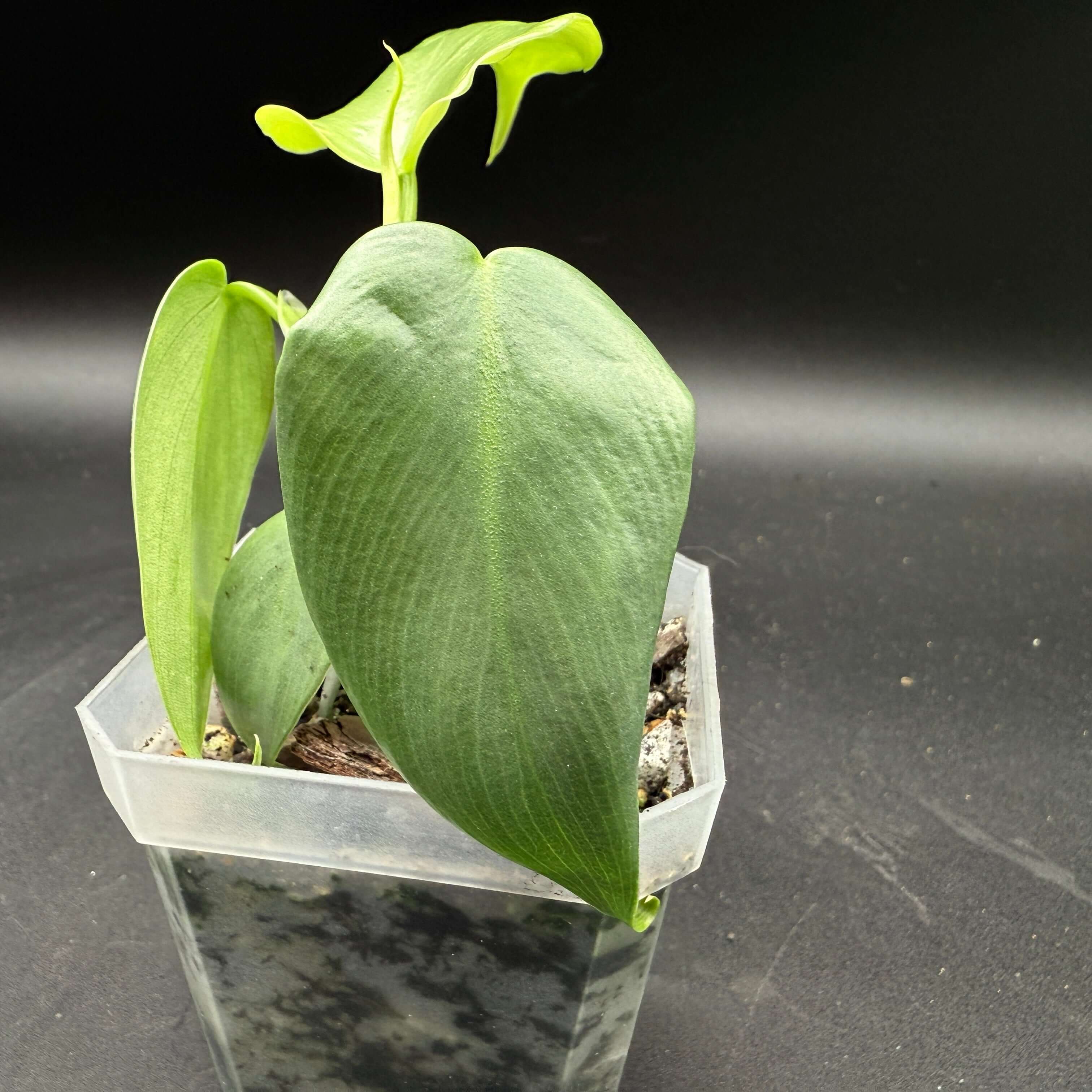 Philodendron bipennifolium 'Violin' with violin-shaped leaves in a transparent planter.