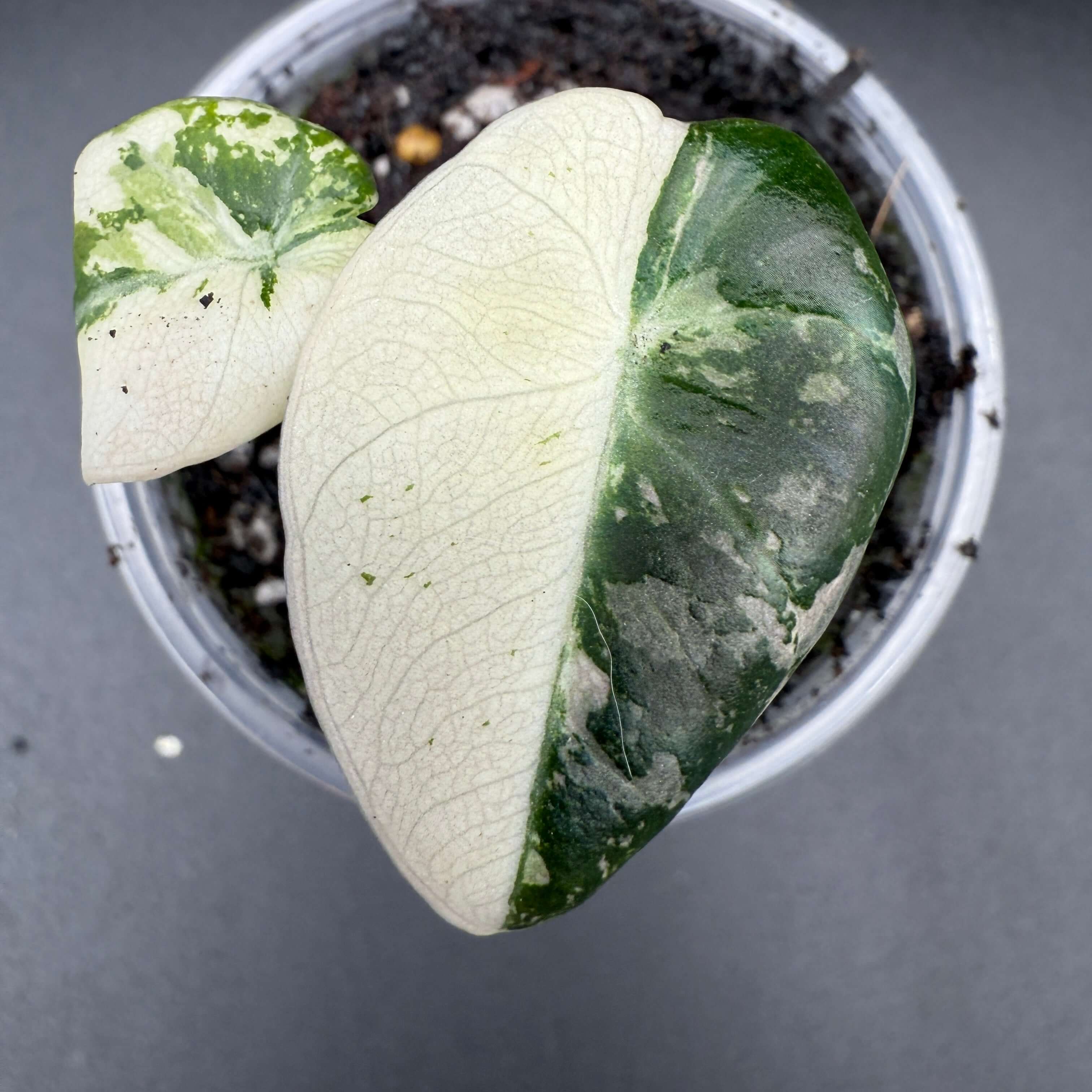 Rare Alocasia reginula 'Black Velvet' Pink Variegated with unique leaf marbling in a pot, showcasing lush dark and light green hues.