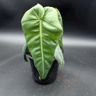Philodendron maximum plant with large, glossy green leaves in a pot, showcasing its tropical and lush aesthetic.