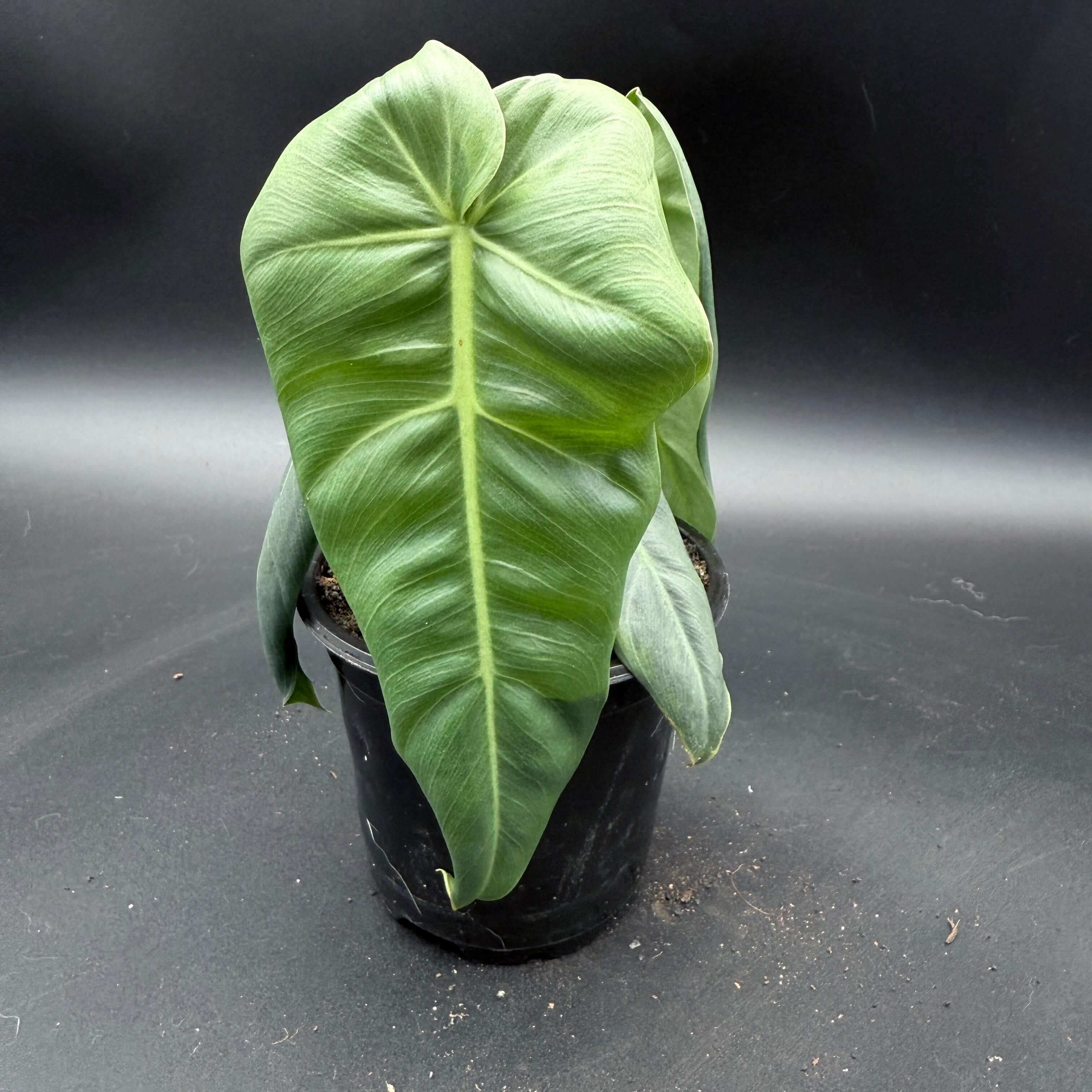 Philodendron maximum plant with large, glossy green leaves in a pot, showcasing its tropical and lush aesthetic.