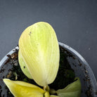 Close-up of Philodendron 'Moonlight' Variegated plant with creamy white and lime green foliage in a small pot.