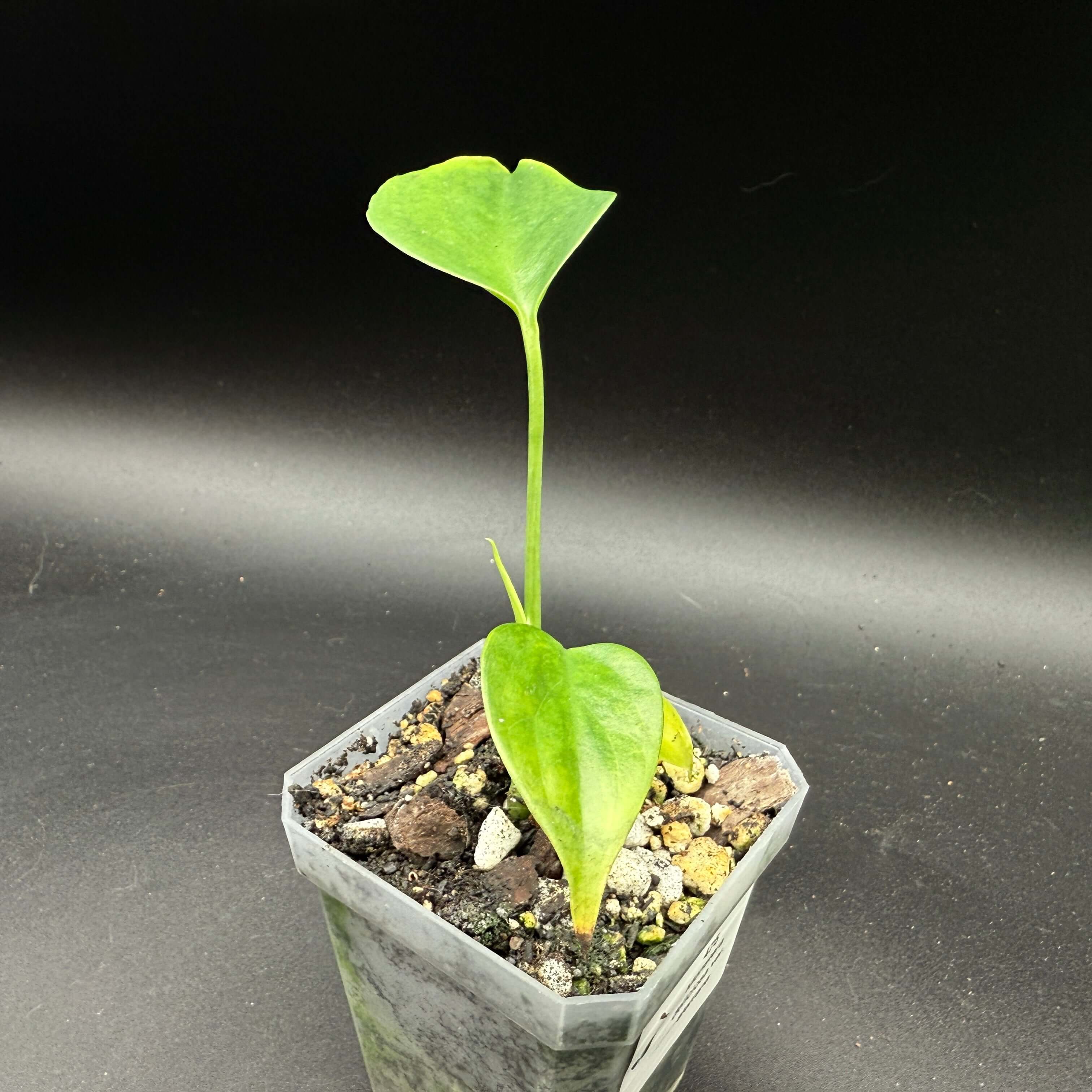 Monstera deliciosa var. sierrana plant with young fenestrated leaves in a pot, showcasing lush green foliage.