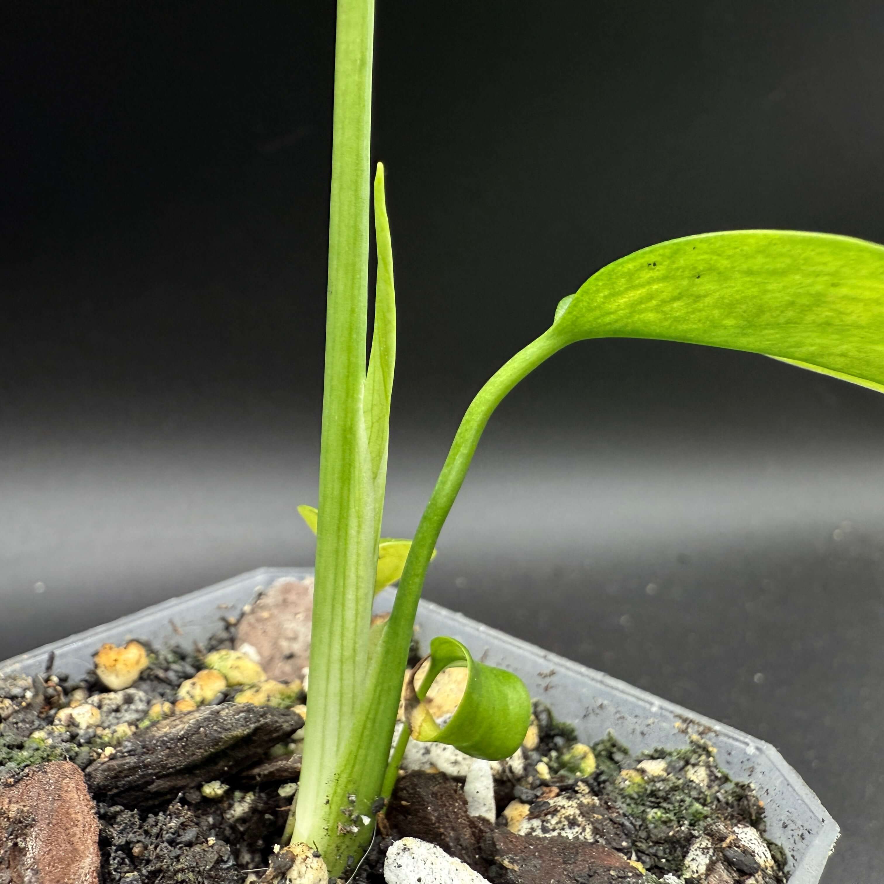 Close-up of Monstera deliciosa var. sierrana plant with vibrant green leaves in a pot against a black background.