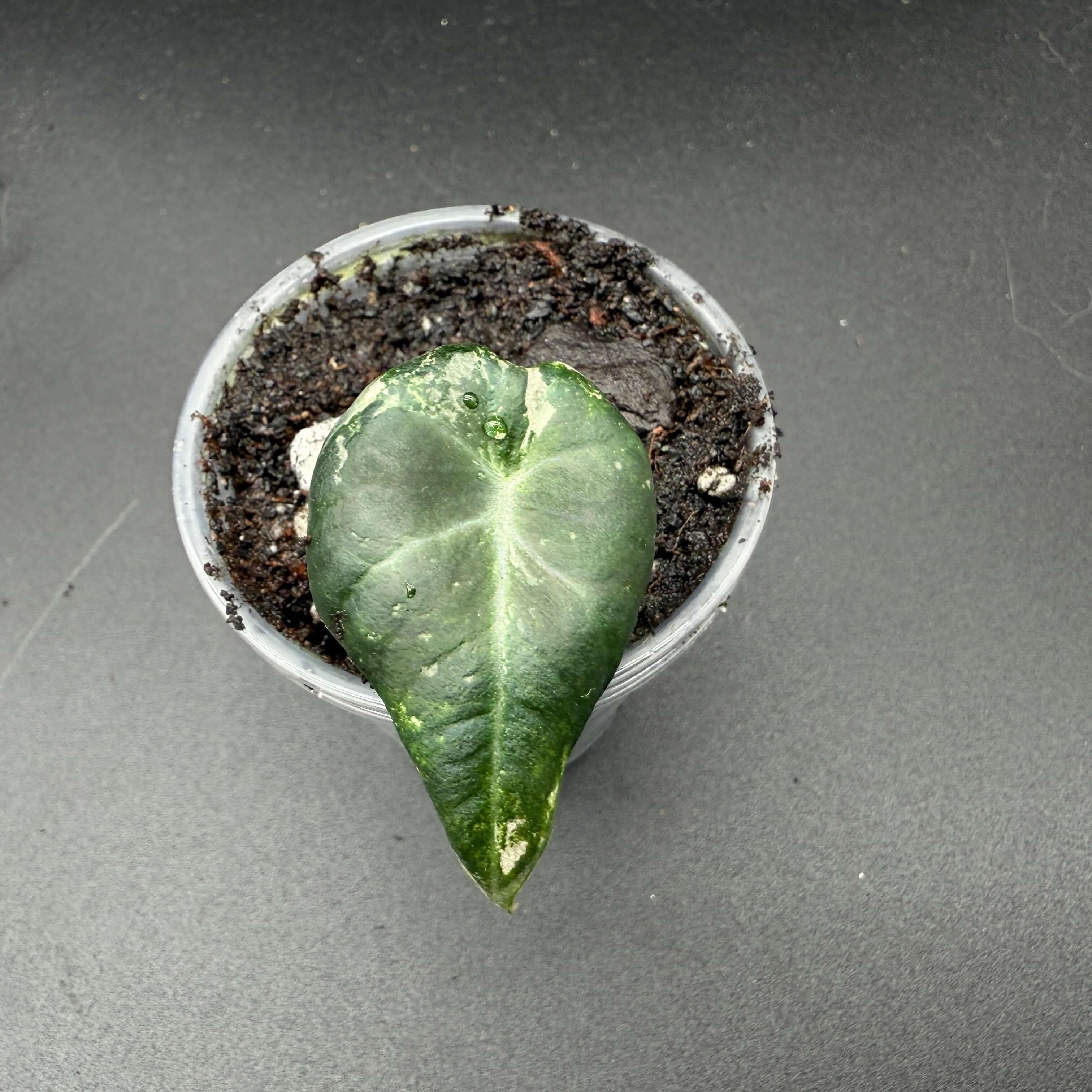 Alocasia reginula ‘Black Velvet’ Pink Variegated leaf in a pot, showcasing dark foliage with silver veins and pink accents.