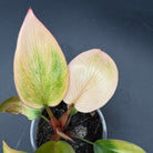 Philodendron 'Yellow Congo Mint' Variegated with lush green and yellow foliage in pot