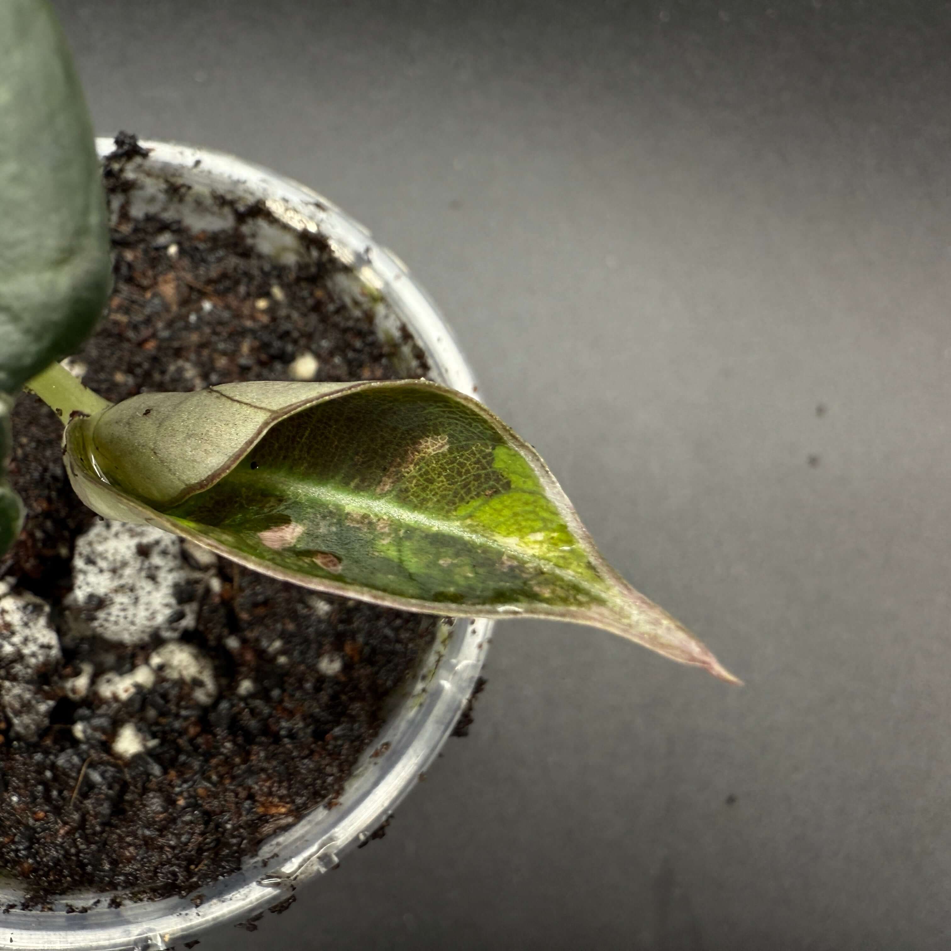 Alocasia reginula 'Black Velvet' Pink Variegated plant with unique pink, black, and green leaf pattern in pot on dark background.