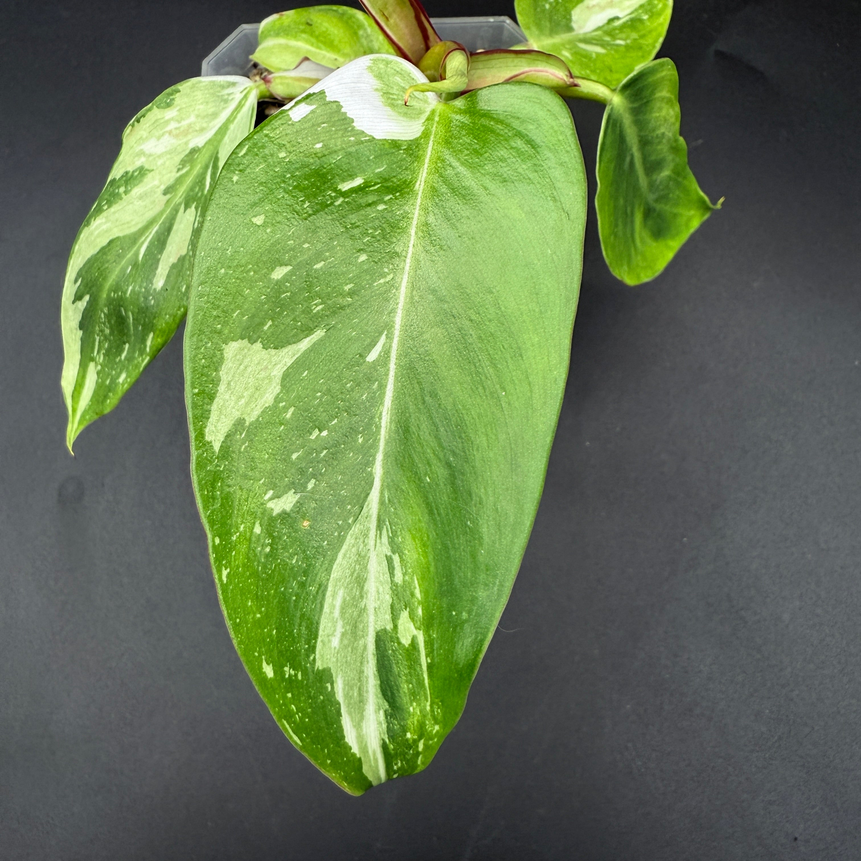 Philodendron 'White Princess' with glossy green leaves and white variegation in close-up view