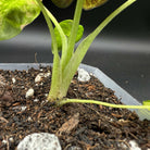 Alocasia Regal Shield Variegated plant base with lush leaves in a pot, showcasing vibrant green and white variegation.