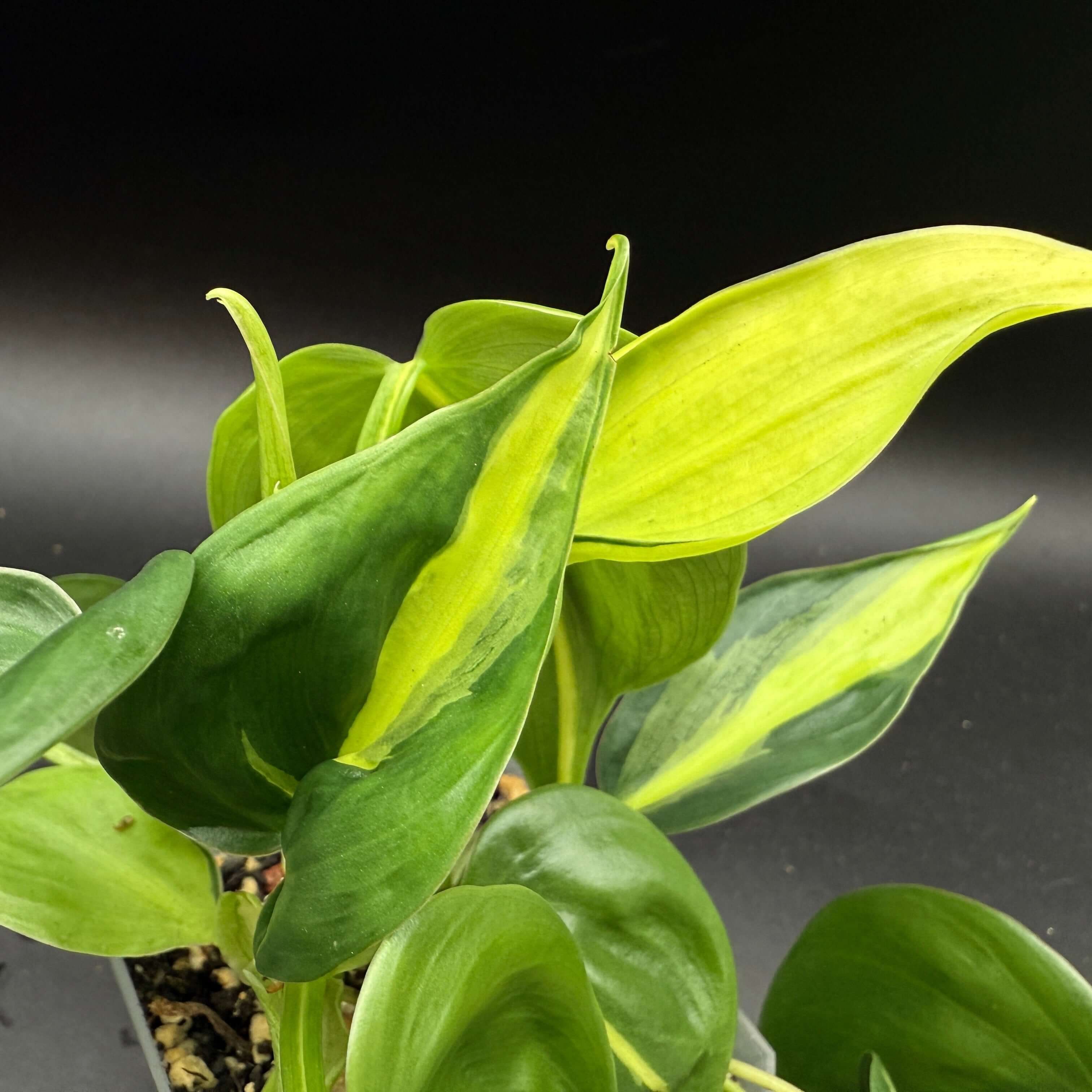 Philodendron hederaceum 'Brasil' with vibrant green and yellow variegated leaves, ideal for indoor gardens and plant lovers.