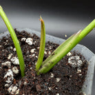 Young Philodendron longilobatum 'Lelano Miyano' Variegated shoots in soil, showcasing early growth of rare, variegated foliage.