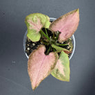 Syngonium podophyllum ‘Red Spot Tricolor’ plant with variegated pink and green leaves in a pot on dark background