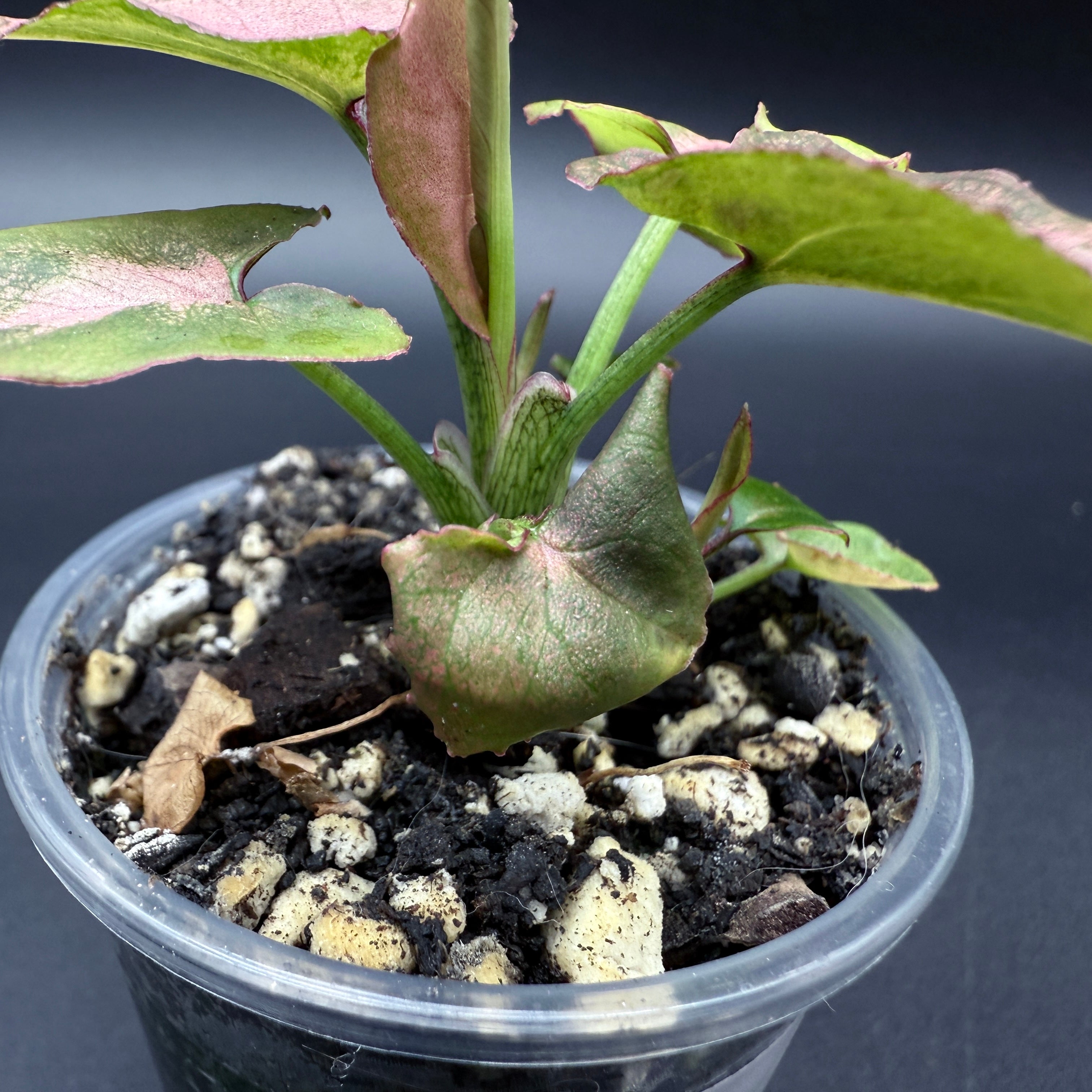 Syngonium podophyllum ‘Red Spot Tricolor’ Variegated plant in a pot with colorful leaves displaying green, cream, and pink hues.