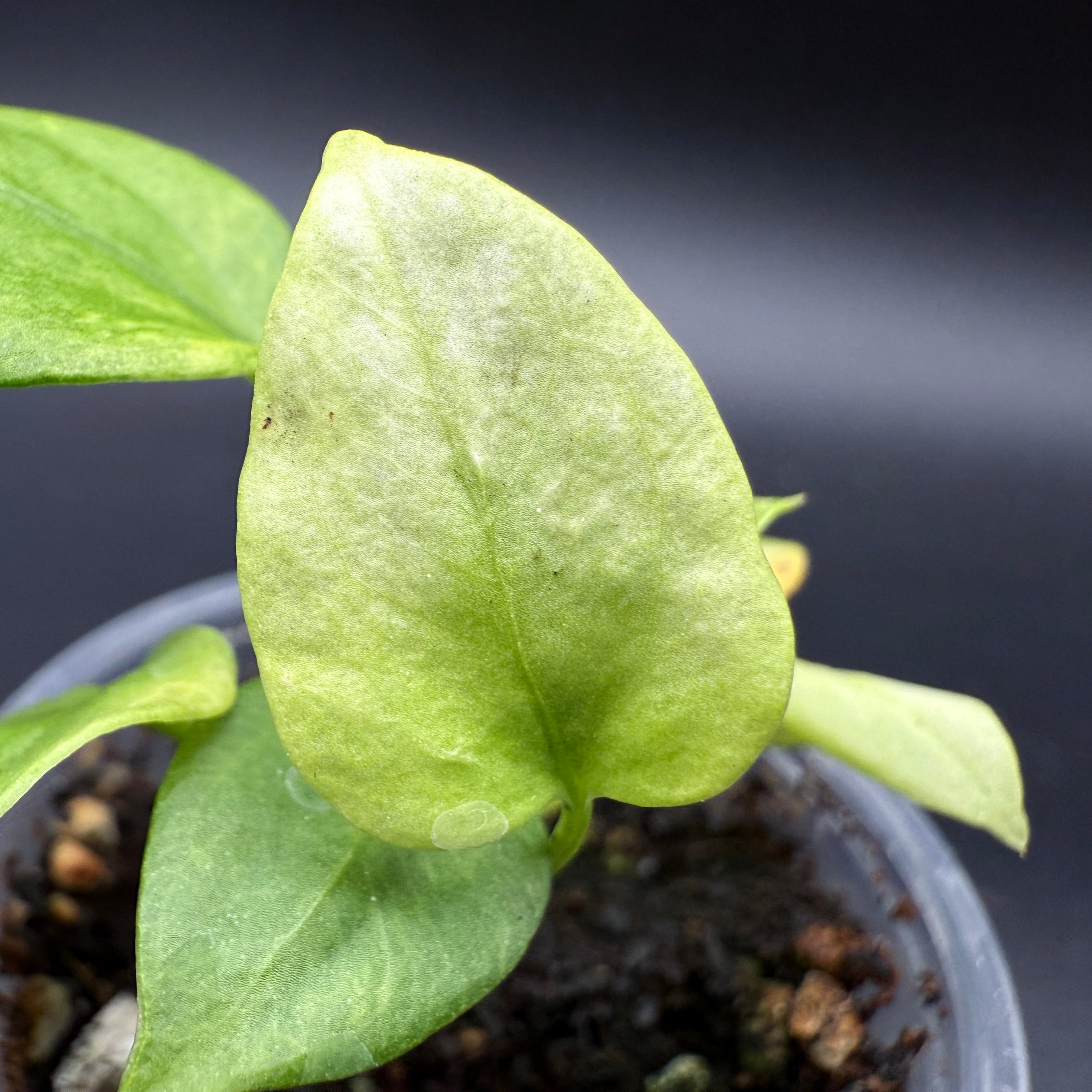 Anthurium Vitterafolium Variegated plant with white and green variegated heart-shaped leaf, perfect for indoor tropical decor.